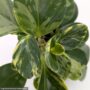 Peperomia – Marble Variegated – 4″ Pot